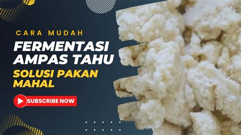 Cara Fermentasi Ampas Tahu Solusi Pakan Mahal Youtube