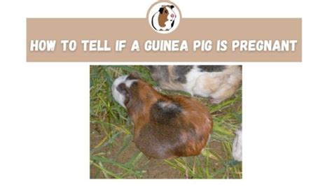 Pregnant Guinea Pig Behavior: Signs your guinea pig is pregnant - The ...