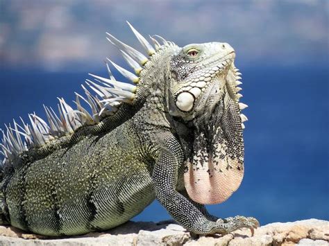 Mengenal Fakta Menarik Iguana Reptil Yang Menyimpan