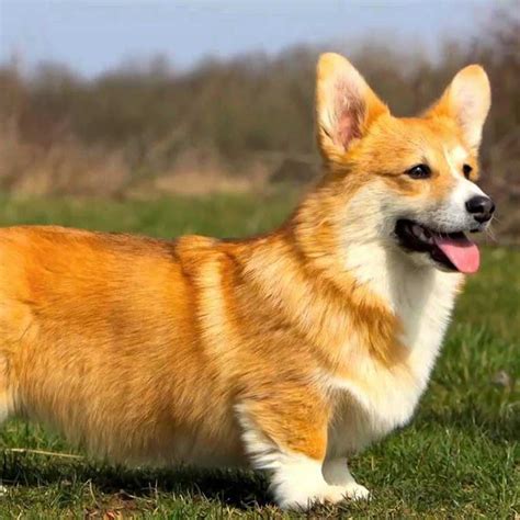 Chó Corgi : Đặc điểm, giá bán và những điều cần biết