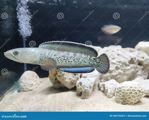 One of the Beautiful Channa Fish Stock Image - Image of fish, channa: 269735287