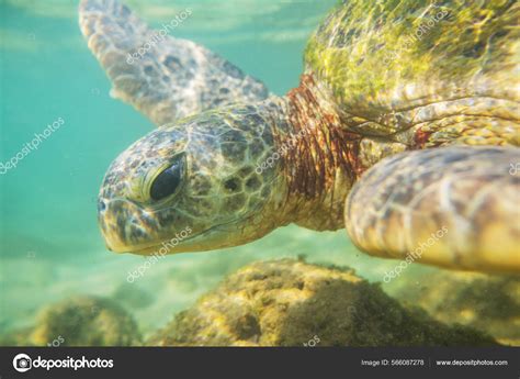 Giant Sea Turtle Underwater Ocean — Stock Photo © kamchatka #566087278