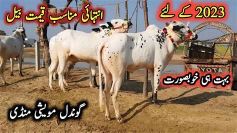 Beautiful Pakistani Pure Dhani Bulls For Qurbani 2023 Gondal Mandi