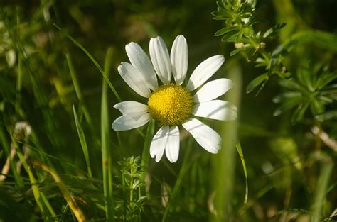 Margarida Flor Plantar Foto Gratuita No Pixabay Pixabay