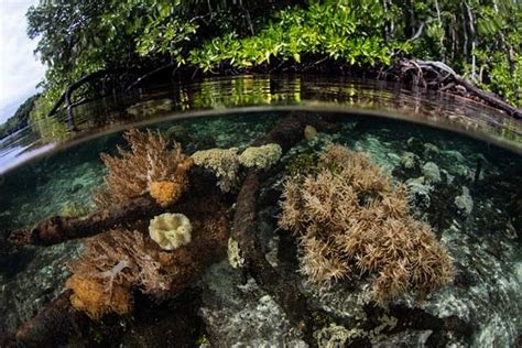 Conoce Las Causas Y Consecuencias De La Pérdida De Biodiversidad