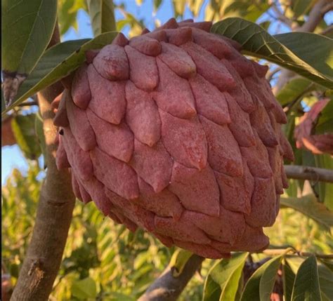 Grafted Red Atemoya Exotic Rare Fruit Tree Cherimoya Crossed W Sugar Apple Etsy