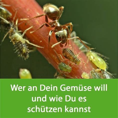 Selbstversorgung Gartentipps rund um den Gemüsegarten meine ernte