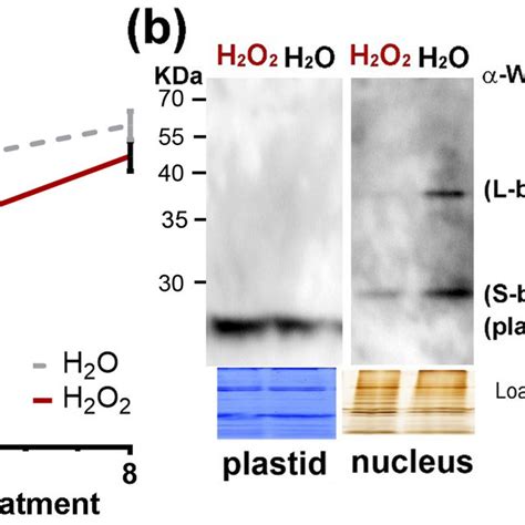 Effects Of Exogenous H O Treatments On Transcript Levels And