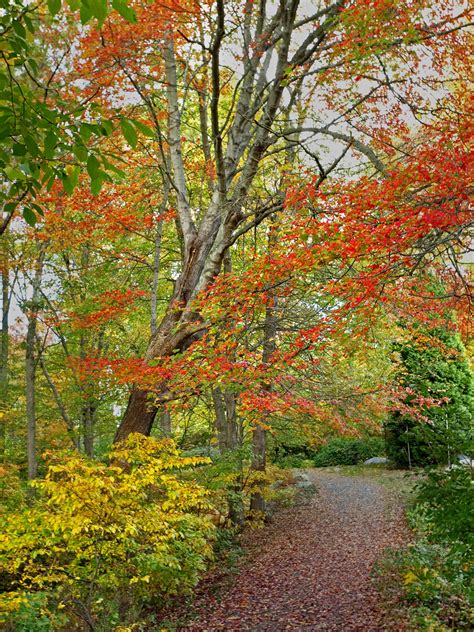 Autumn08 70edited 1 Arboretum Connecticut College Autu