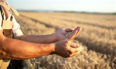 Rea Plantada De Trigo Pode Superar Mi De Hectares Em Abitrigo