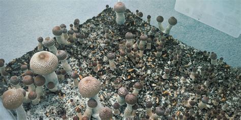 Grow Magic Mushrooms In Bulk Using Monotub Tek Zamnesia Blog