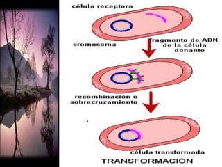 Las Bacterias PPT