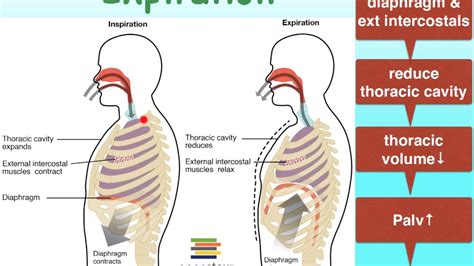 05i Pulmonary Ventilation And Inspiration And Expiration Youtube