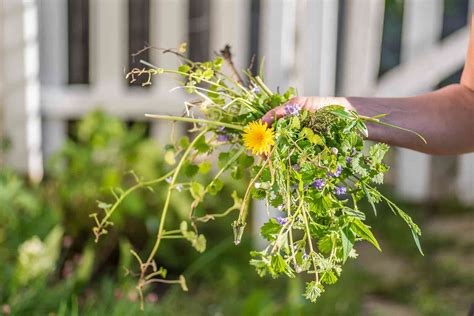 How To Clear A Garden Full Of Weeds Our Top Tips Checkatrade