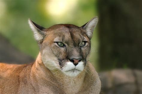 Cougar (Puma concolor) stock photo. Image of america - 21692702