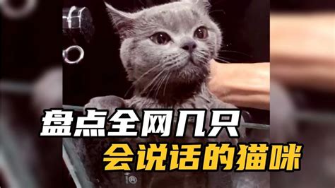 盘点全网几只会说话的猫咪，与人类无障碍交流，猫成精了系列腾讯视频