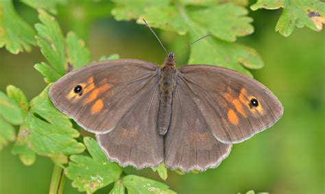 Meadow Brown | Butterfly Conservation