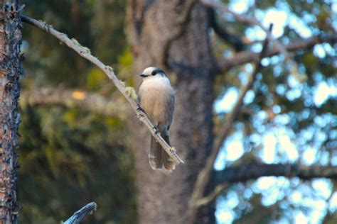 Canada's National Bird Shouldn't Ruffle Any Feathers