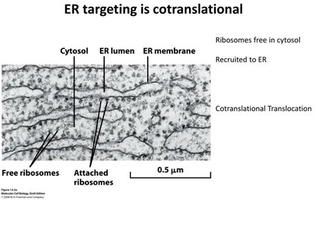 Ppt Mitochondria Powerpoint Presentation Free Download Id 2267884