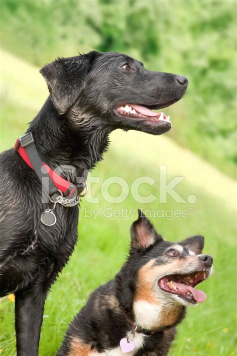 Excited Dogs Stock Photo | Royalty-Free | FreeImages