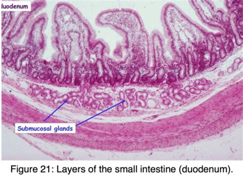 Small Intestine Histology