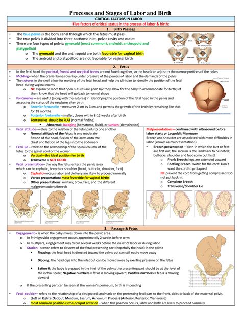 Chapter 17 Processes And Stages Of Labor And Birth Processes And