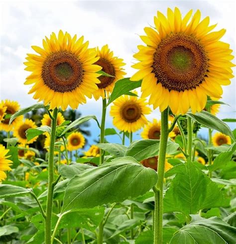 Amazon Mammoth Sunflower Seeds For Planting Grow Giant Sun