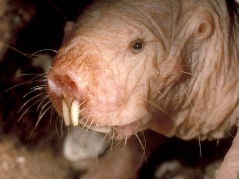 PENGETAHUAN TENTANG DUNIA FLORA DAN FAUNA Naked Mole Rat Tikus Mol