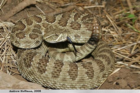 Prairie Rattlesnake Crotalus Viridis Reptiles And Amphibians Of Iowa