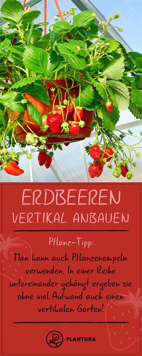 Erdbeeren Pflanzen Balkon Anleitung De Balkon