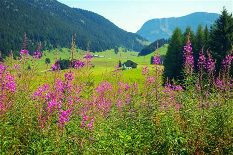 Le Plateau des Glières un Site naturel et historique Mon Grand Est