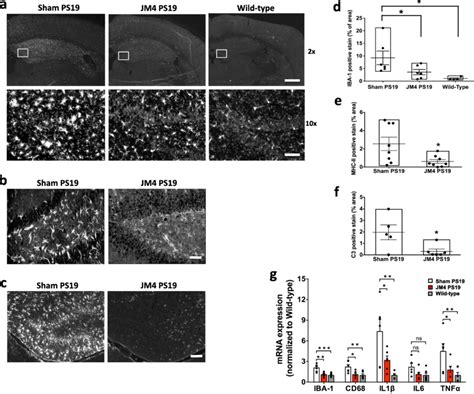 Chronic Jm Treatment Reduced Microglial Activation In Ps Mouse