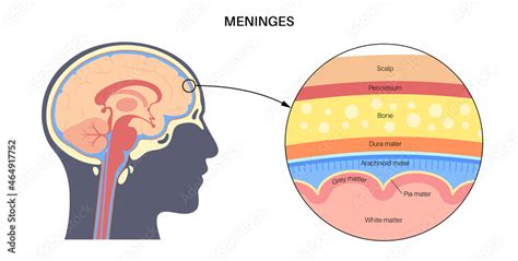 Meninges Anatomy Diagram Stock Vector Adobe Stock