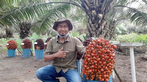 SUPER Tampilan Buah Sriwijaya Sj1 Gak Rugi Tanam Bibit Sj1 Bibit