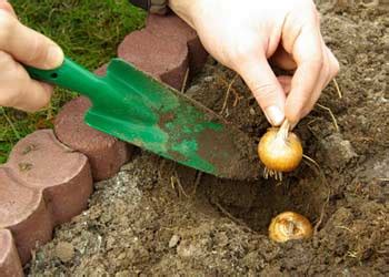 Plantation Bulbes Hortik Le Blog Sur Le Jardin Et Le Potager