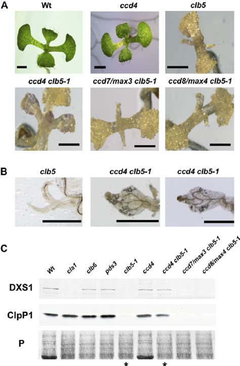 Role Of Ccds In The Morphological And Expression Defects Of The Clb