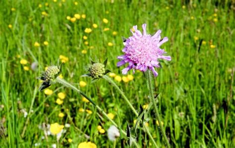 Image Libre L T Feuille Meadow P Tale Flore Nature Champ