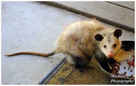 Possum Eatin Cat Food by TheMan268 on DeviantArt