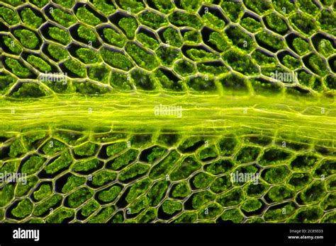 Single Plant Cell Under Microscope