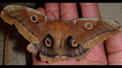 Giant Silk Moth Up Close The Polyphemus Moth Youtube