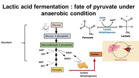 Lactate Fermentation Diagram Lactic Acid Fermentation Proces