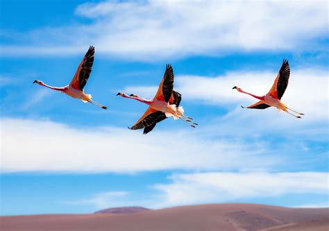 Flamingos In Flight Jeff Shea