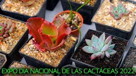 EXPO DÍA NACIONAL DE LAS CACTÁCEAS 2022 SUCULENTAS CACTUS Y