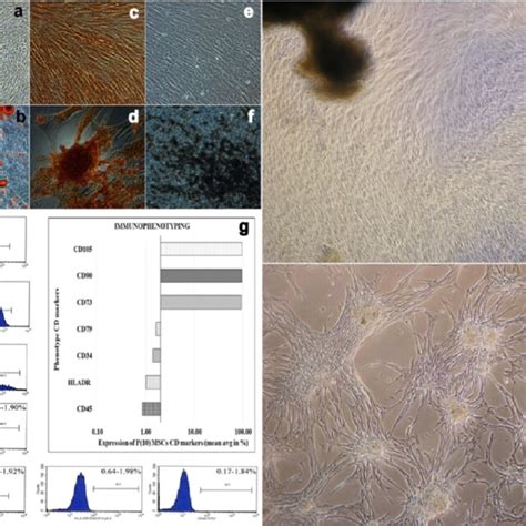 Cell Characterization Adipogenic Differentiation Potential A