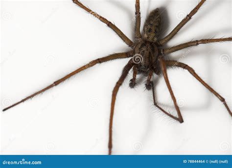 Cardinal spider stock photo. Image of creepy, background - 78844464