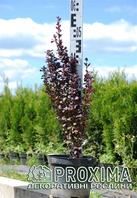 Барбарис Тунберга Хелмонд Піллар, Berberis thunbergii Helmond Pillar ...