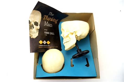 Vintage Human Skull Anatomy Model with Manual, Life Size (c1960s ...