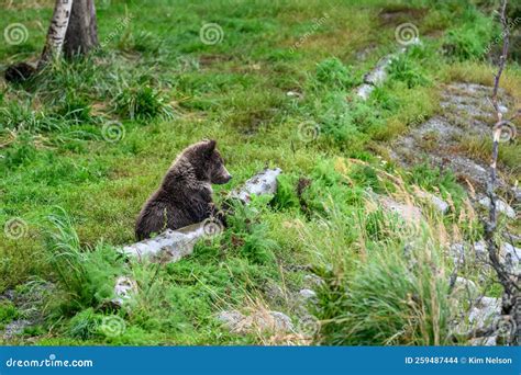 Cute Little Brown Bear Cubs With Natal Collars Playing In Grass On The