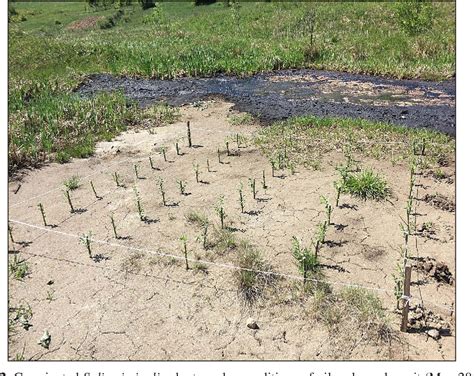 Figure 2 From Prospects Of Phytoremediation And Phytoindication Of Oil