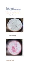 Understanding Gram Stain Results: Interpretation and Observations ...